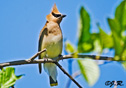 Bombycilla cedrorum